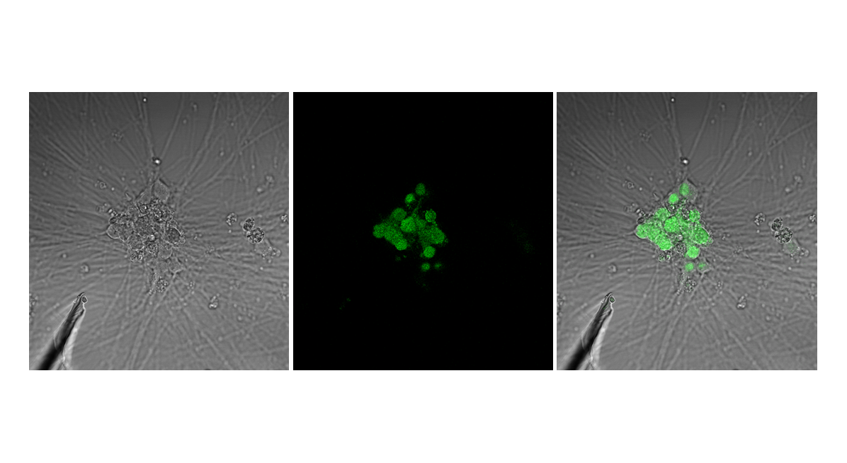 Calcium transients locally activated on selected cells (group of cells) via microelectrode