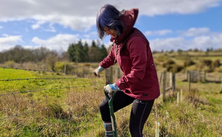 Volunteer uses a spade to plant trees beside a wire fence during a conservation project in the countryside.