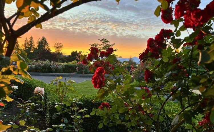 The Rose Garden at UBC at sunset