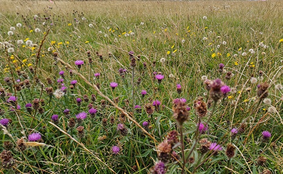 A field of wildflowers with houses on the horizon