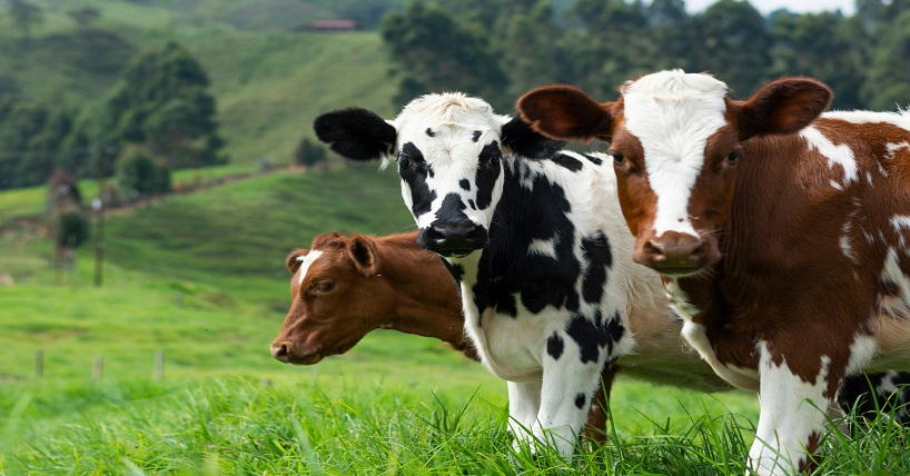 A herd of black and white and brown and white dairy cows stood in a green field looking forward at the camera