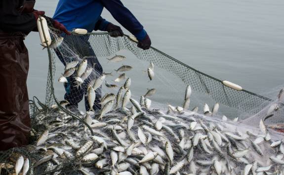 Two fishermen catching fish in a large net.