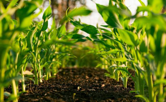 Two rows of plants growing out of the ground.