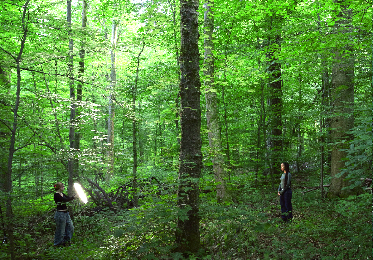 Image of forest