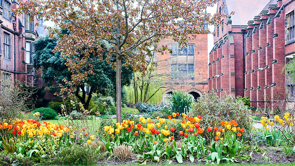Tulips in the foreground. University red brick buildings in the background.
