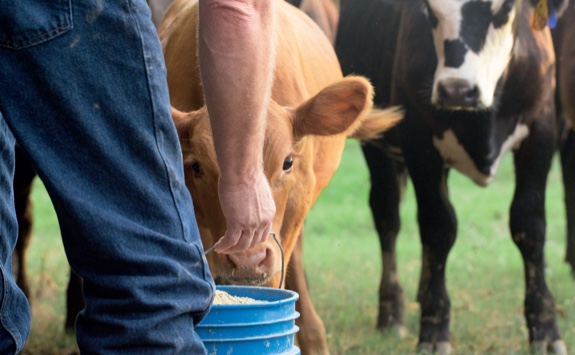 A cow being fed by hand
